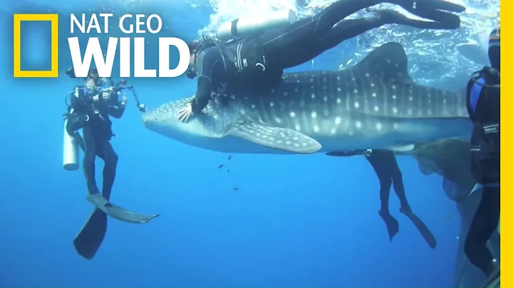 See Divers Rescue Four Car-Sized Sharks | Nat Geo Wild