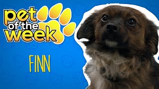 Pet of the Week S06 E41 Finn (Available 12/18/19)