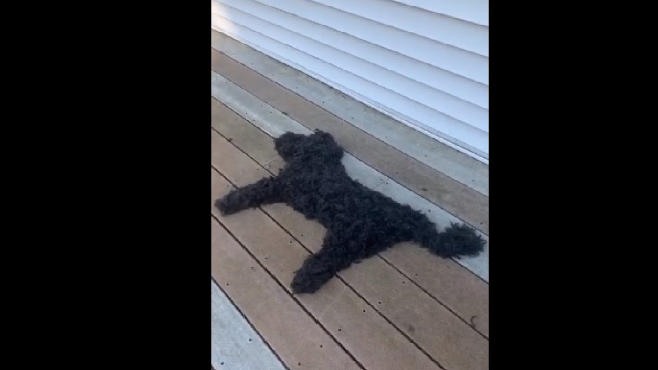 Dog Reacts To His Owner Sweeping His Dogshaped Hair YouTube