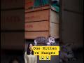 The Fish Market Fight: One Kitten vs Hunger 😭😭😭 #sadcat #shorts #viralshort