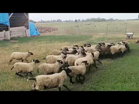 Video: Si të blini OSAGO pa sigurim jete?