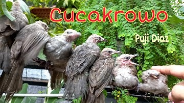 AVIARY CUCAKROWO