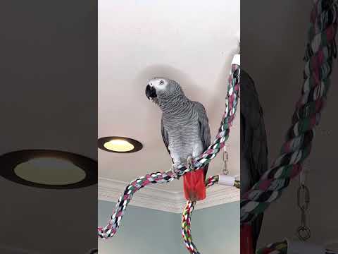 Symon the African Grey Parrot is quite chatty this Saturday morning #talkingparrot #babyparrot #cag