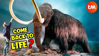 10 Things You DIDN´T KNOW About MAMMOTHS