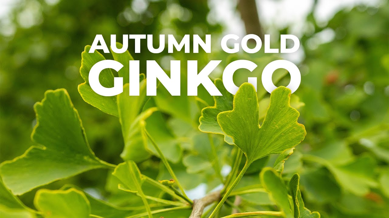 Autumn Gold Ginkgo: Tree Of The Week