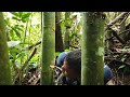 WATER RESOURCE -mendapatkan air bersih di hutan/pokok buluh[How to get clean water in the  forest ]