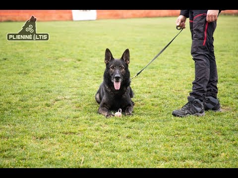 Video: Šuns Priekinės Kojos Pažeidimas - šunų Priekinės Kojos Sužalojimai