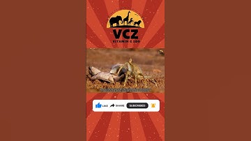 Rùa Biển Dễ Thương Khiến Ai Cũng Tan Chảy 🐢💖 | Cute Sea Turtle Moments 2025 #animals #shorts