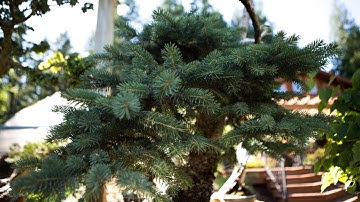 BSOP Series: Post-Growth Management