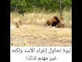 شاهد لبوة تحاول اغراء الاسد والاسد غير مهتم بذلك سمعها