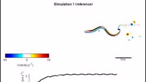 Computational model of swimming fish could inspire design of robots or medical prosthetics