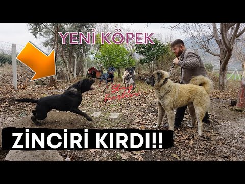 YENİ AYI BOĞAN KAFKAS ÇOBAN KÖPEĞİME - REİNA ZİNCİRİ KIRIP DALDI!!