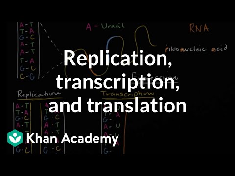 Video: Čo je transkripcia v kvíze DNA?