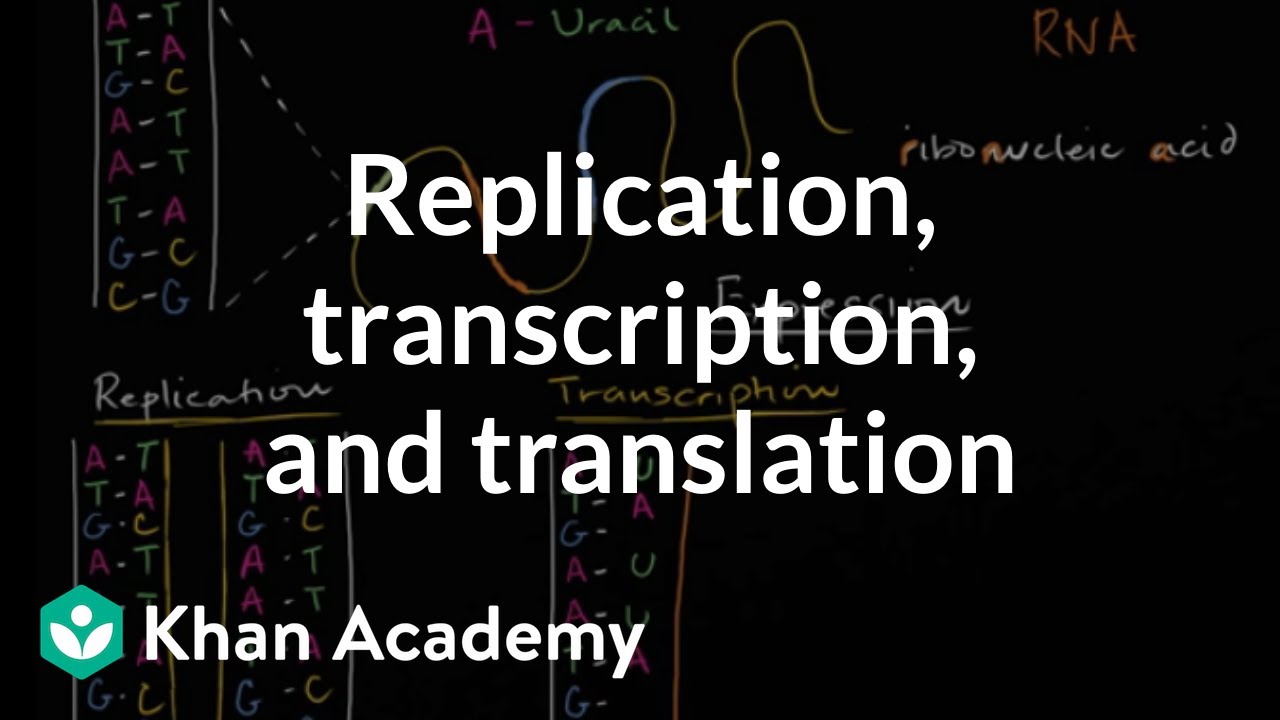 Dna Replication Transcription And Translation Chart