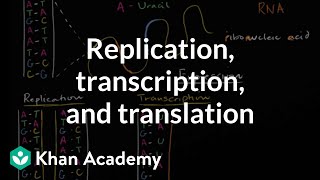 DNA replication and RNA transcription and translation | Khan Academy