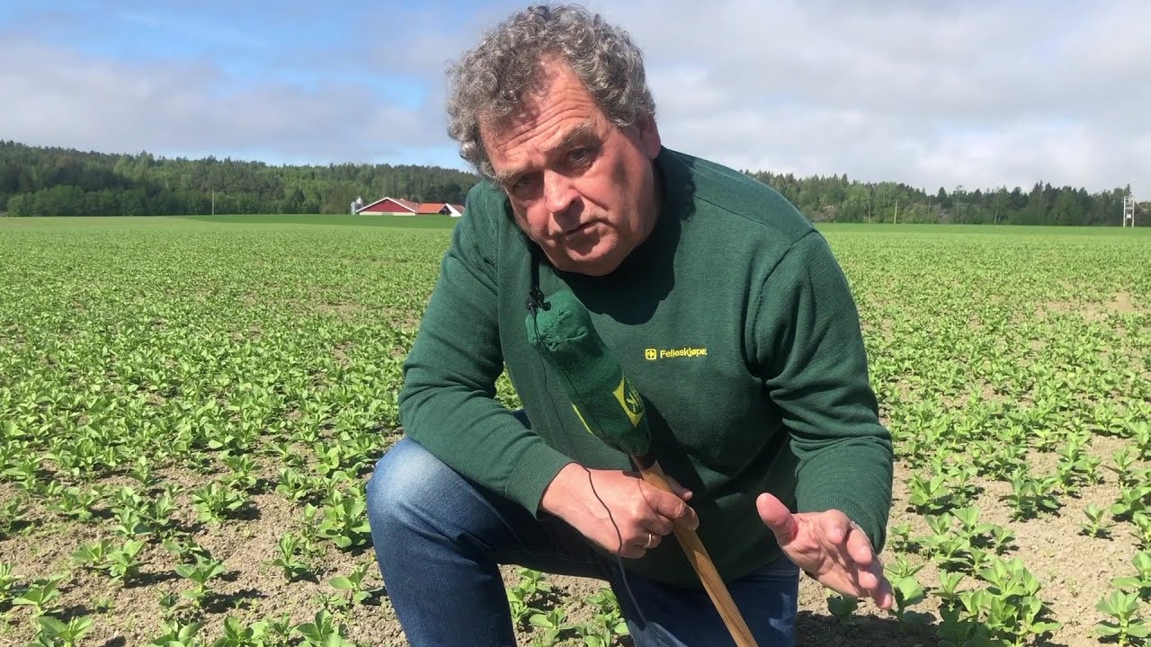 Åkerbønne og plantevern