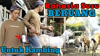 Gak Usah Panik || Cara Mengatasi Kambing Yang Tiba-tiba Stroke Dan Tidak Bisa Berdiri