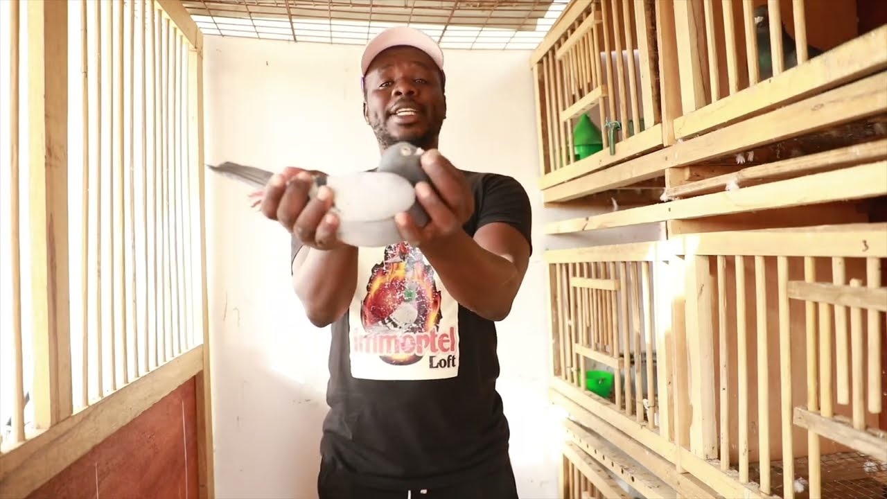 Colombophilie Sénégalaise - Chez Immortel Loft