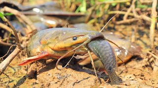Top Dry Fishing! Found &amp; Catch Many Many Catfish in Muddy Water