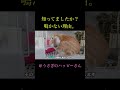 うさぎが鳴かない本当の理由。