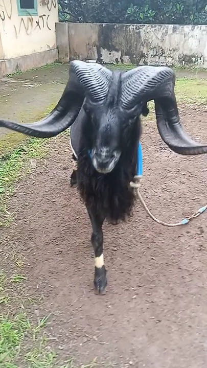 #viral #domba #ternakdomba domba Garut tanduk paling mewah
