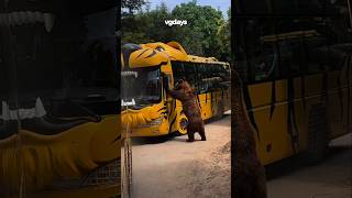Dancing Bear Steals the Show! 🐻🕺