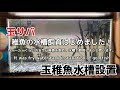 玉サバ稚魚水槽設置しました！！