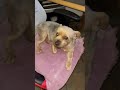Peabody takes my chair #yorkie #cute #pets