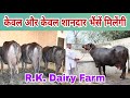 45 साल से कर रहे काम 🌹🌹 Super Quality Buffaloes available at This Farm. Village-Karela,Dis.-Jind