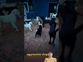 Videos of dogs, aggressive dogs. #animal _025#animals #shorts