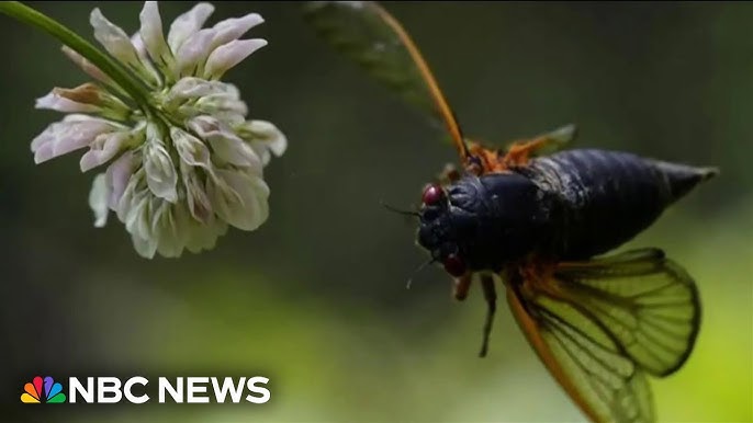 Two Broods Of Cicadas Will Emerge This Summer At Level Not Seen Since 1803