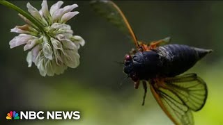 Two broods of cicadas will emerge this summer at level not seen since 1803