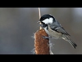 Голоса птиц Как поёт Московка Periparus ater