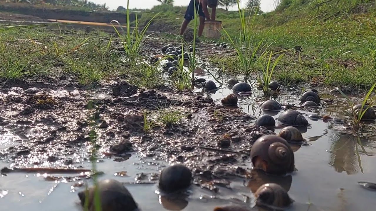 can-find-many-snails-find-my-program-youtube