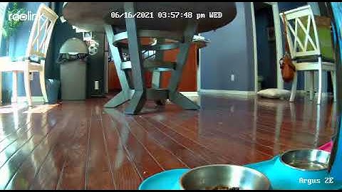 Reolink Argus 2E Wire-free Camera – Sample Footage 1 (Indoor testing daytime)
