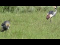 Gray Crowned Crane ( Uganda)