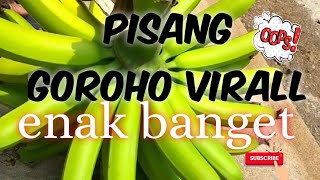 Pisang Goroho Viral pe sadapp mantapp|musa acuminata |Panen pisang singkat