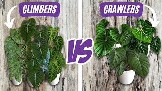 Climbing Philodendron versus Crawling Philodendron + Caring for Climbing Plants vs Crawling Plants