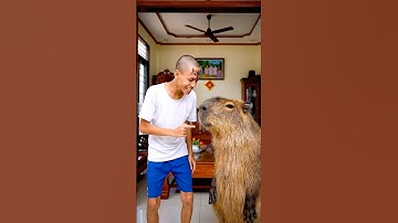 Capybara lừa Huy sói rửa rau bằng máy giặt và cái kết #capybara