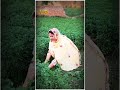 best punjabi song😌😘#mujra #mujradance#stagedance #mujrasong#short#youtubeshorts