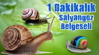 1 Dakikalık Salyangoz Belgeseli :) Resimi