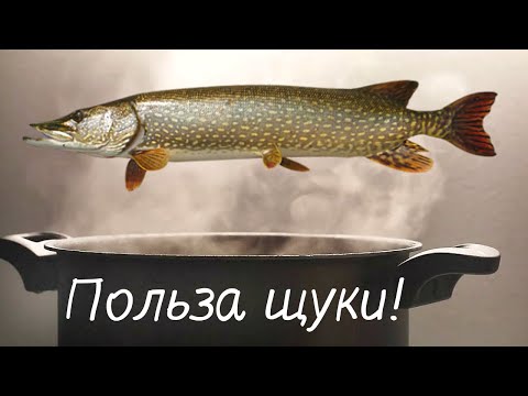 Вот что будет если 1 раз в неделю есть мясо щуки! Польза мяса щуки для организма человека!?