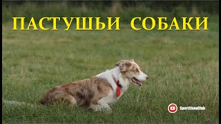 ПАСТУШЬИ СОБАКИ