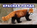 Красная панда. Забавная малая панда. Интересные факты. Видео про животных
