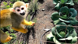 Baby Monkey oLLie has a BIG Garden Adventure!