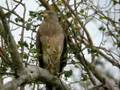 Roadside Hawk