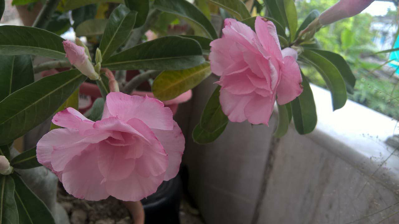 camera iphone 8 plus apk Rosy Adenium Care (Bengali)
