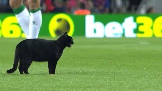 El gato del camp nou se rinde a Messi