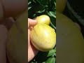 pipino #shortvideo #garden #gardening #vilagerlifestyle #نباتي #زراعت #plants #nature #farming