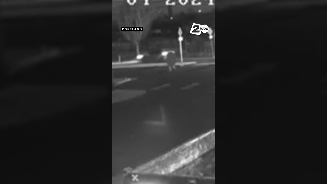 Voetganger Omgekomen Bij Ongeval In Zuidoost Portland 67e Verkeersdode 2024
